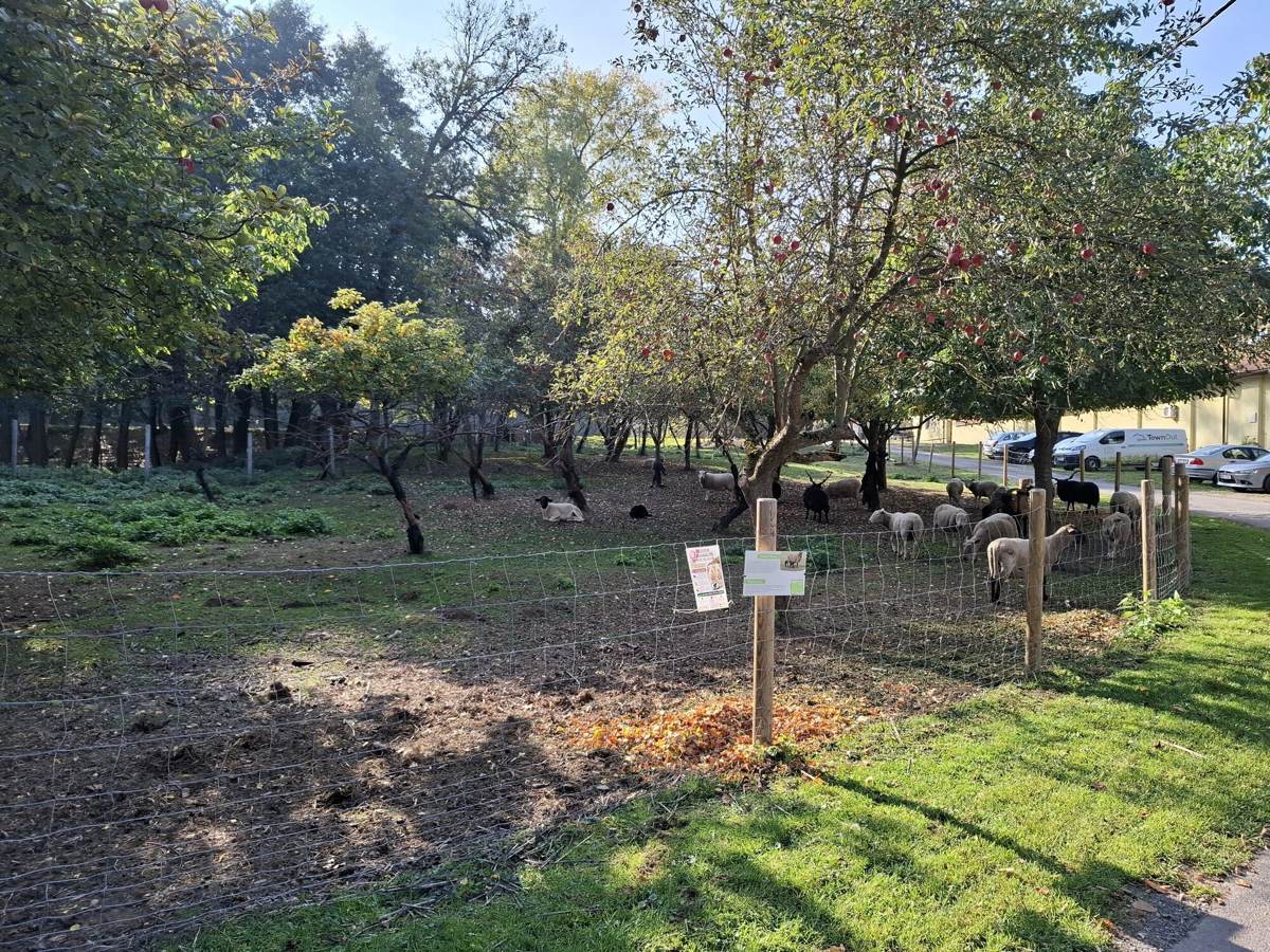Sheep under apple trees in the orchard